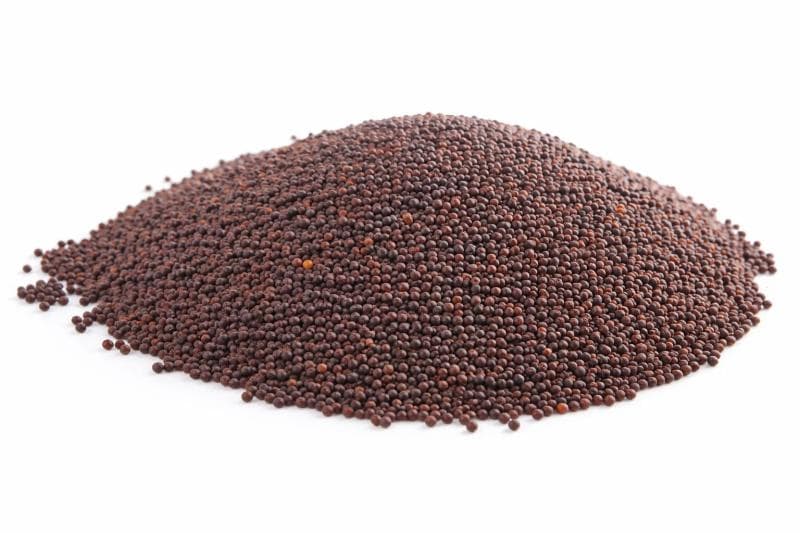 Bylík Hořčice černá celá 50g